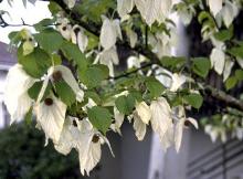 flowers and leaves