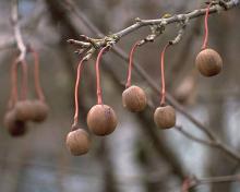winter fruit