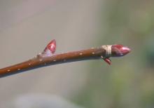 twig, winter