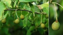 summer fruit