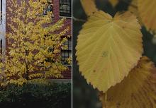 plant habit and leaf, fall