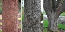 trunk, bark