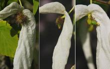 developing fruit (I)
