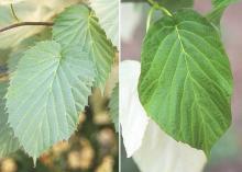 mature leaves