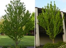 plant habit, start of flowering