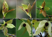 bract and leaf development