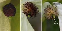 true flower development