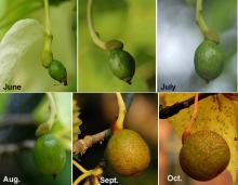 developing fruit (II)