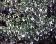 flowering branches