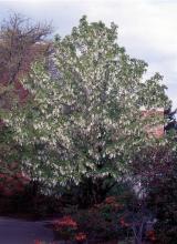 plant habit, spring flowering