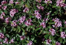 flowers and leaves