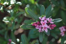 flower cluster and leaves