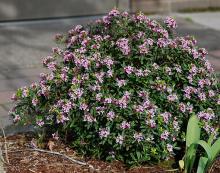 plant habit, flowering