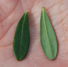 leaves