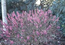 plant habit, winter flowering plant habit, winter flowering