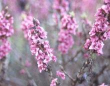 flower clusters flower clusters