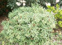 plant habit, summer plant habit, summer