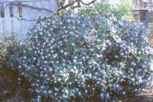 plant habit, flowering