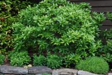 plant habit, fall