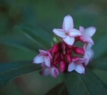 flower cluster