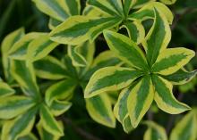 leaves leaves