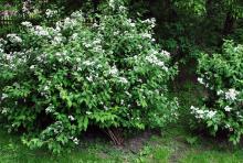 plant habit, flowering