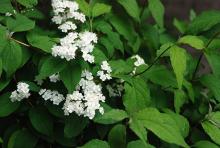 leaves and flowers