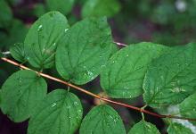 leaves