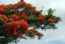 flowers and foliage