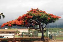 plant habit, flowering