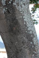 trunk, bark