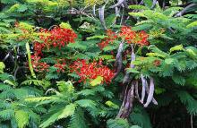 flowers, leaves and fruit