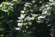 plant habit, spring flowering
