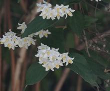 leaves and flowers