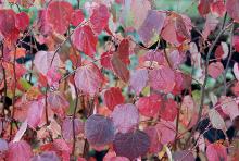 leaves, fall leaves, fall