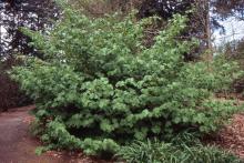plant habit, summer plant habit, summer