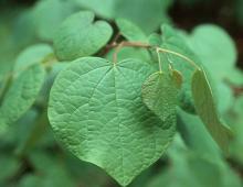 leaves leaves