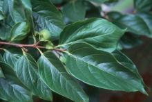 leaves and developing fruit