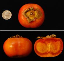 fruit