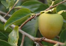 ripening fruit and leaves