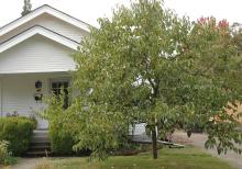 plant habit, fall fruiting