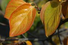 leaves, fall
