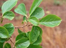 leaves