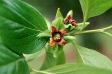 flowers/young fruit, leaves
