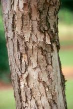 trunk, bark