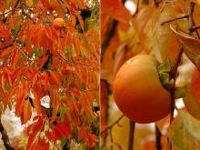 leaves and fruit, fall