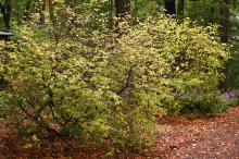 plant habit, fall plant habit, fall