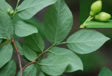 leaves (underside) and developing fruit leaves (underside) and developing fruit