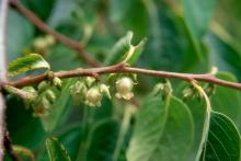 flower buds and flowers flower buds and flowers