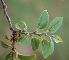 expanding leaves expanding leaves